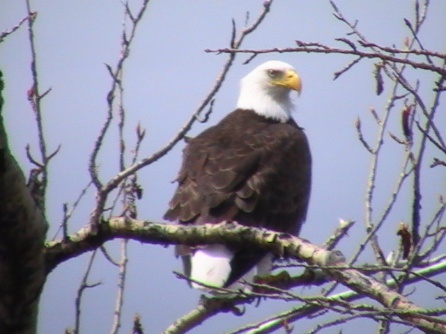 Bald Eagle